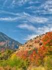USA-Utah-Logan Canyon Colorful aspens in autumn Art Print